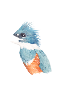 kingfisher image