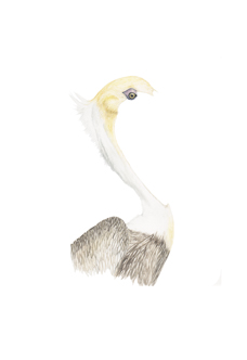pelican image
