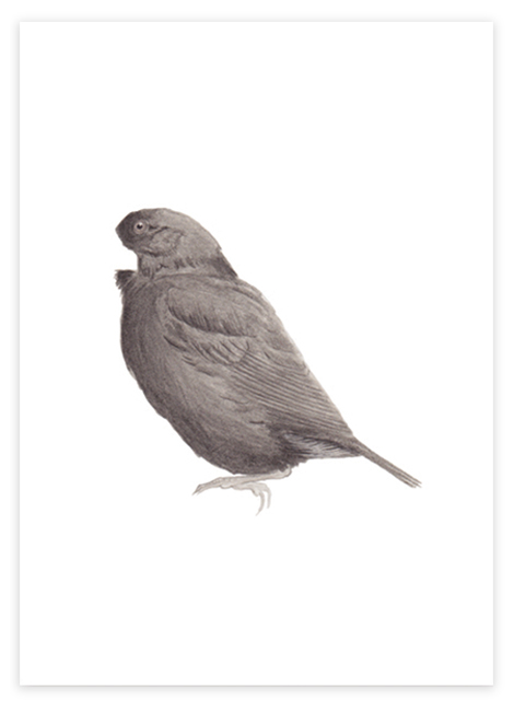 finch image