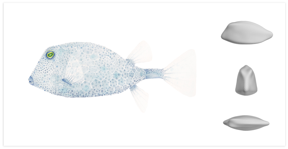 theo boxfish blue image