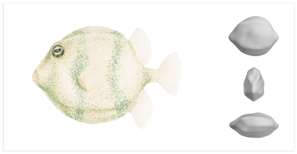 theo boxfish green image