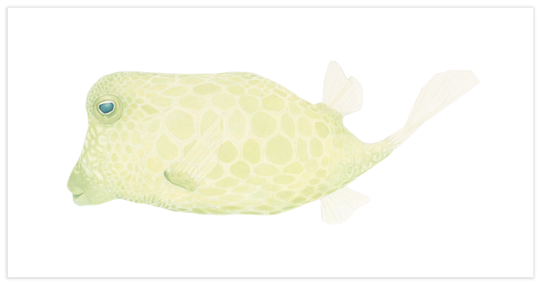 theo boxfish large image